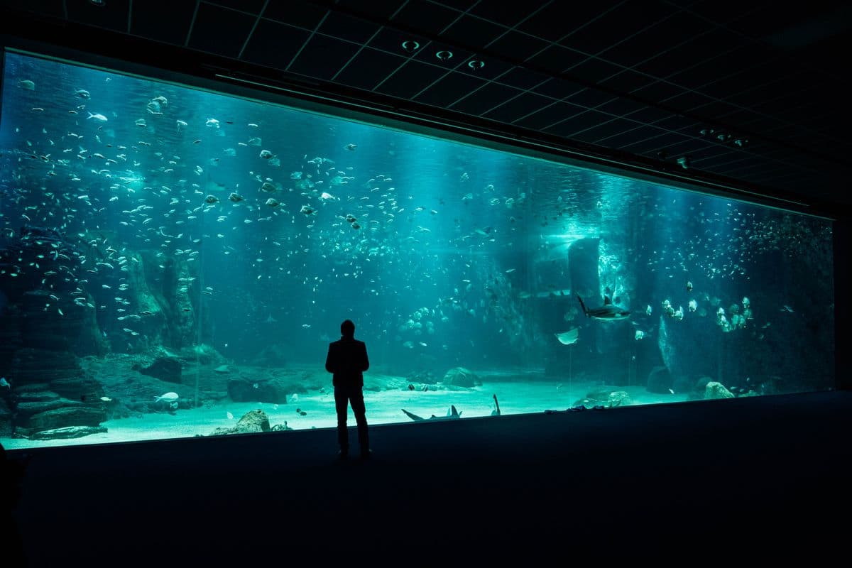 Free Niche Idea #5, Acrylic Aquarium