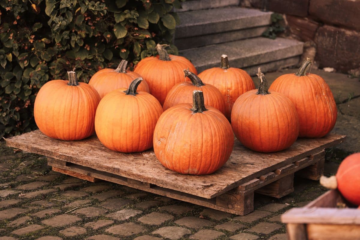 Time For Halloween