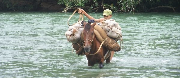Horse Crossing River